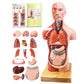 EVOTECH SCIENTIFIC Human Body, Skeleton and Heart Models-Best Anatomy Model Bundle Set of 3 Hands-on 3D Model Study Tools for Medical Student Teacher