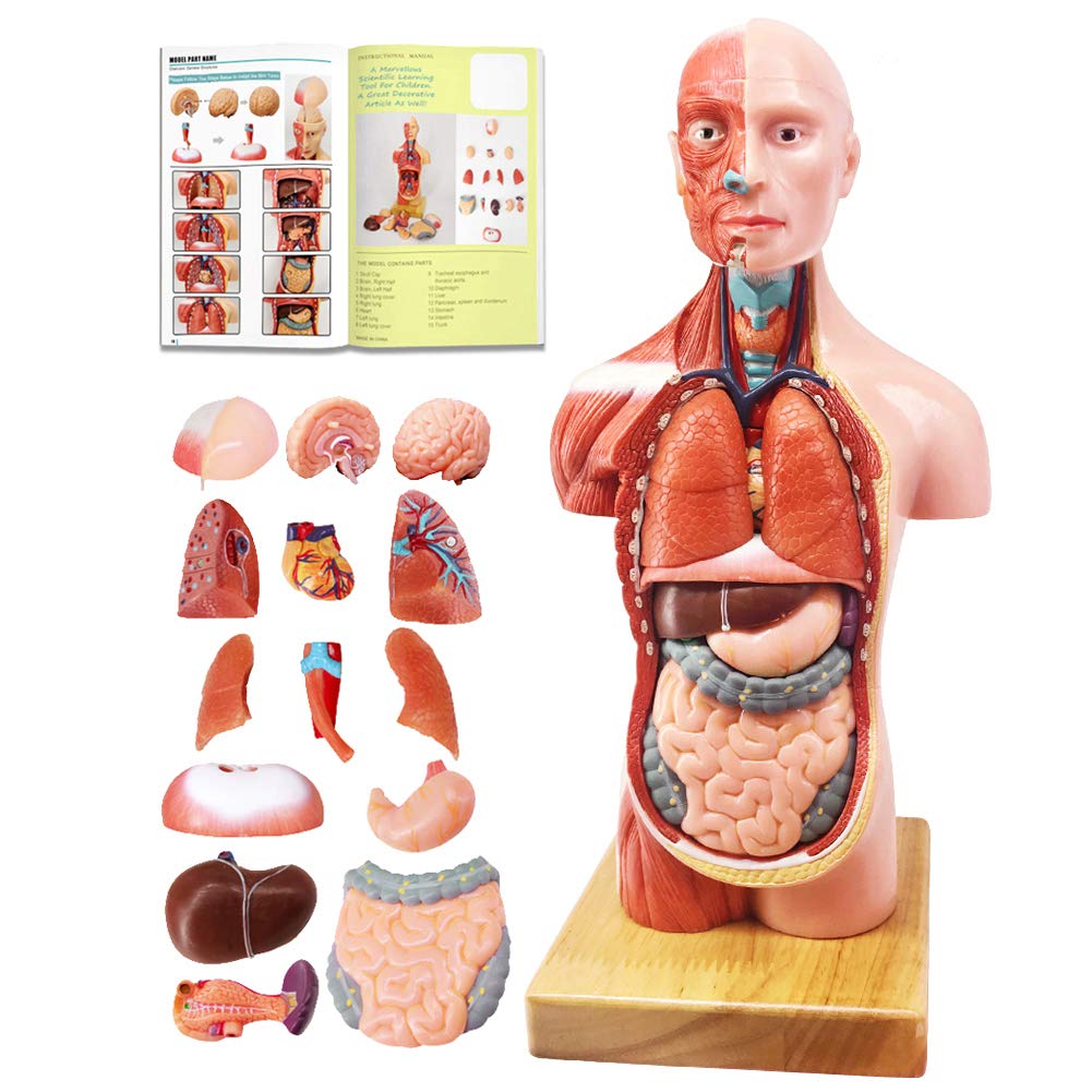 EVOTECH SCIENTIFIC Human Body, Skeleton and Heart Models-Best Anatomy Model Bundle Set of 3 Hands-on 3D Model Study Tools for Medical Student Teacher