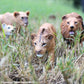 Safari Ltd. Adolescent Male Lion - Detailed 6" Wildlife Figurine - Educational Toy for Boys, Girls, and Kids Ages 3+