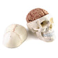 QWORK Human Skull and Brain Anatomy Model, 11 Parts, Life Size, Numbered, Anatomically Accurate, for Science Teaching Learning