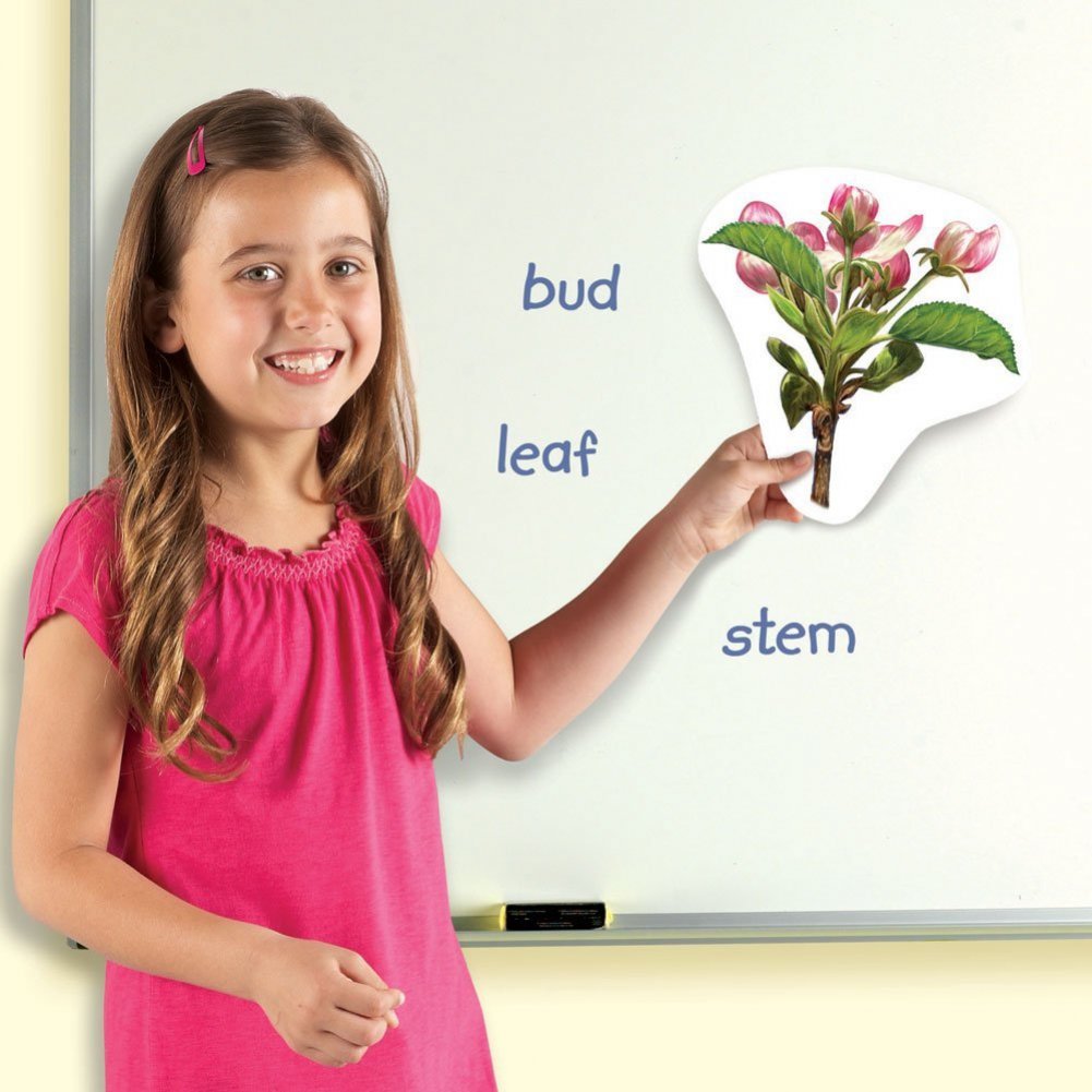 Learning Resources Giant Magnetic Plant Life Cycle - STEM Growing Seed, Montessori Tree , Biology Cards, Classroom Teacher Must Haves Activities