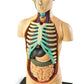 Learning Resources Human Body Model, Science Classroom Demonstration Tools, Realistic Human Anatomy Display, 31 Pieces, Grades 3+, Ages 8+