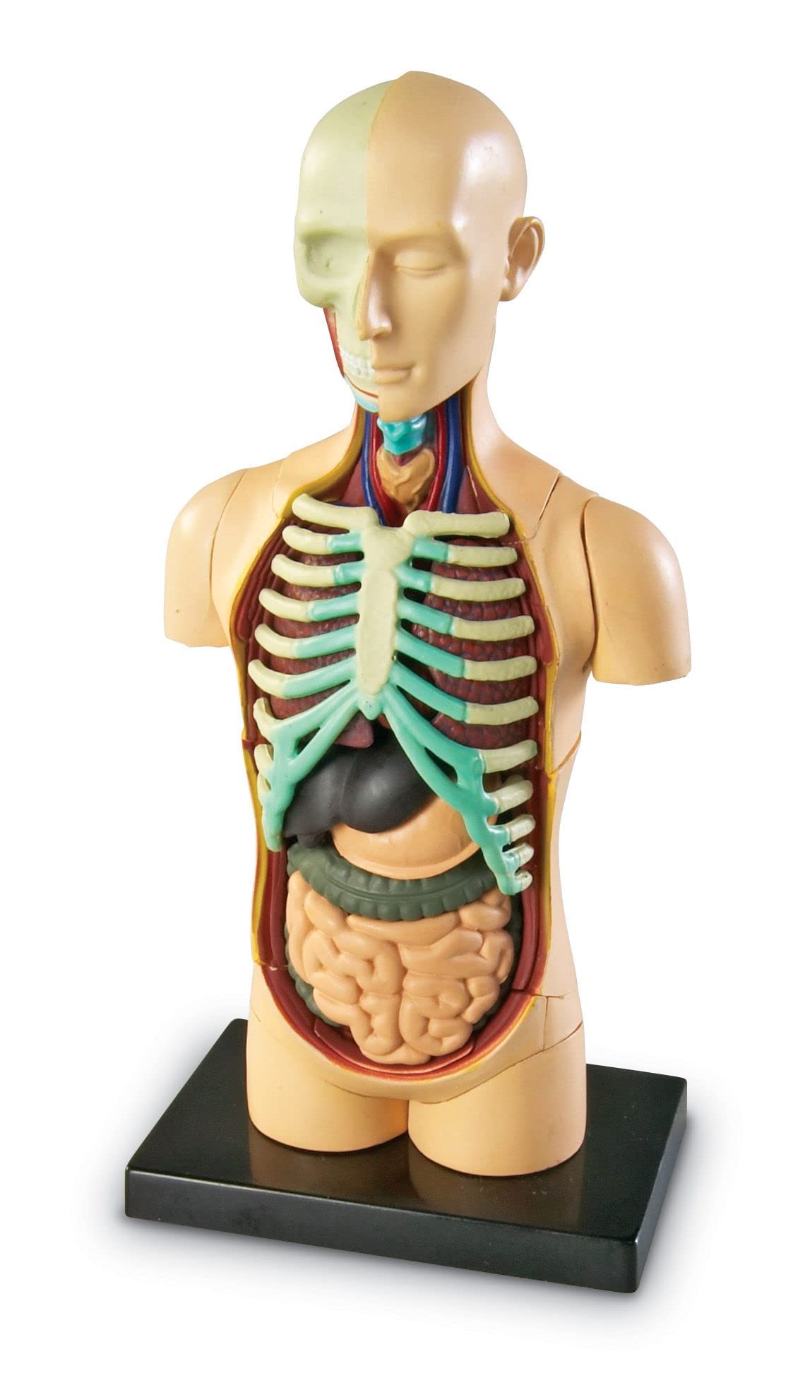 Learning Resources Human Body Model, Science Classroom Demonstration Tools, Realistic Human Anatomy Display, 31 Pieces, Grades 3+, Ages 8+