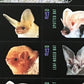 United States Postal Service Night Friends American Bats Sheet of Twenty 37 Cent Stamps Scott 3661-64