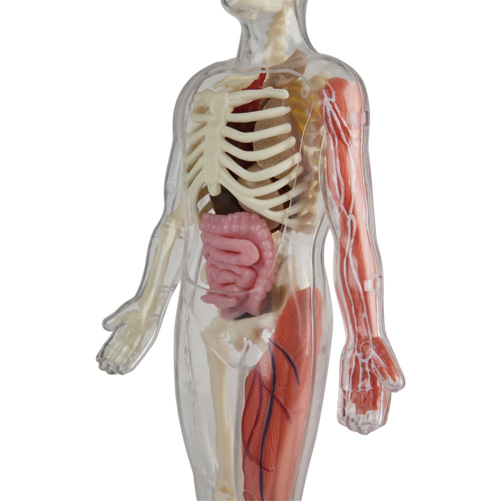 SMARTLAB Toys Totally Squishy from Head-to-Toe - 60 Pieces - 36 Removable Parts - 12" Human Body Model & Stand - 24-Page Illustrated Book - Includes