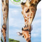 Giraffes