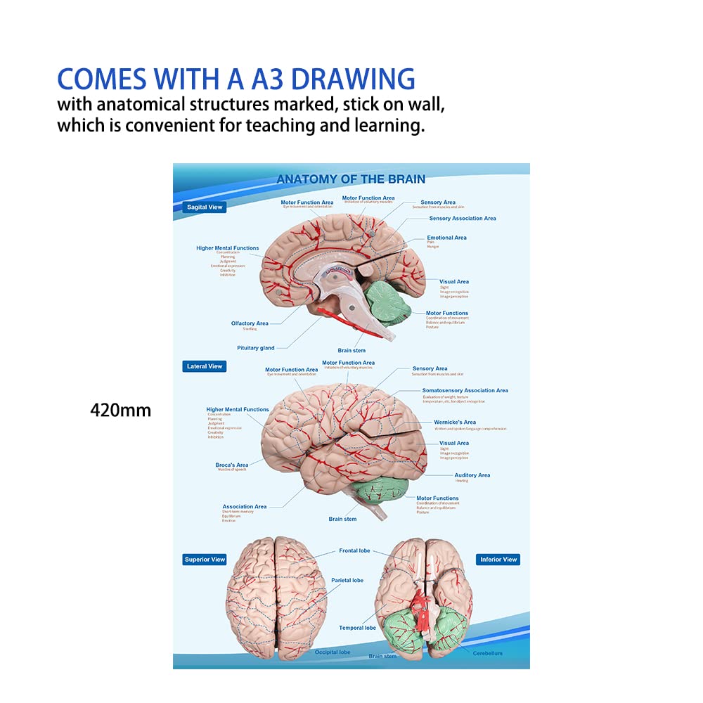 Human Skull and Brain Anatomy Model Life-Size