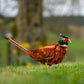 CubiMythx Pheasant Mini Building Blocks and Construction Toy, Collectible Bird-Themed Model to Build and Display, Great Gift for Birthdays, Christmas