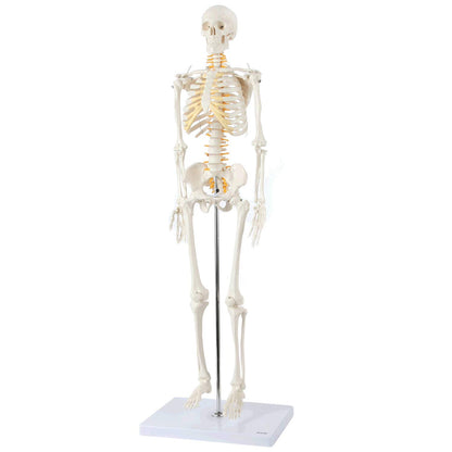 Axis Scientific Mini Human Skeleton Model with Metal Stand