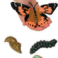 Insect Lore Butterfly Learning Toy - 4 Piece Set Shows Metamorphasis Of A Butterfly