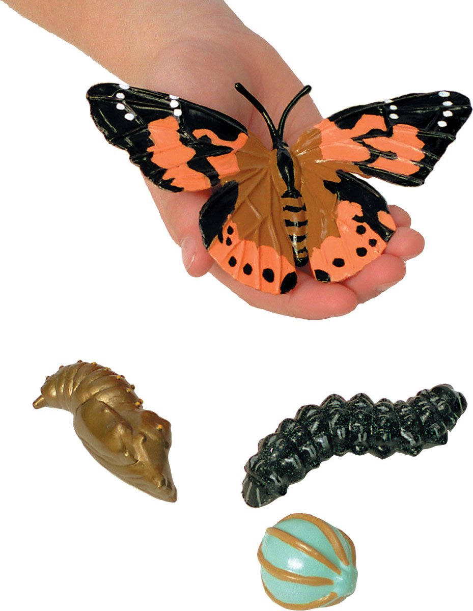 Insect Lore Butterfly Learning Toy - 4 Piece Set Shows Metamorphasis Of A Butterfly