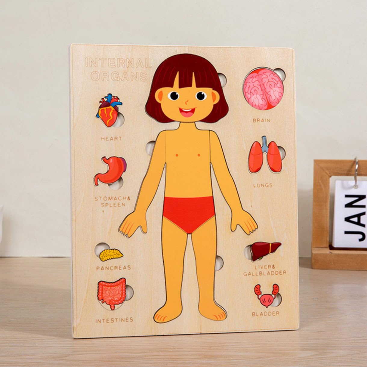 Montessori Jigsaw Puzzle of Human Structure Kids Human Learning Toy Anatomy Organ Model Anatomy Toy Children Human Organ Education Toys Human Organ
