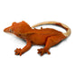 Safari Ltd. Crested Gecko - Realistic 5.5" Model Figure - Educational Toy for Boys, Girls & Kids Ages 3+