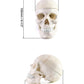 QWORK Human Skull and Brain Anatomy Model, 11 Parts, Life Size, Numbered, Anatomically Accurate, for Science Teaching Learning