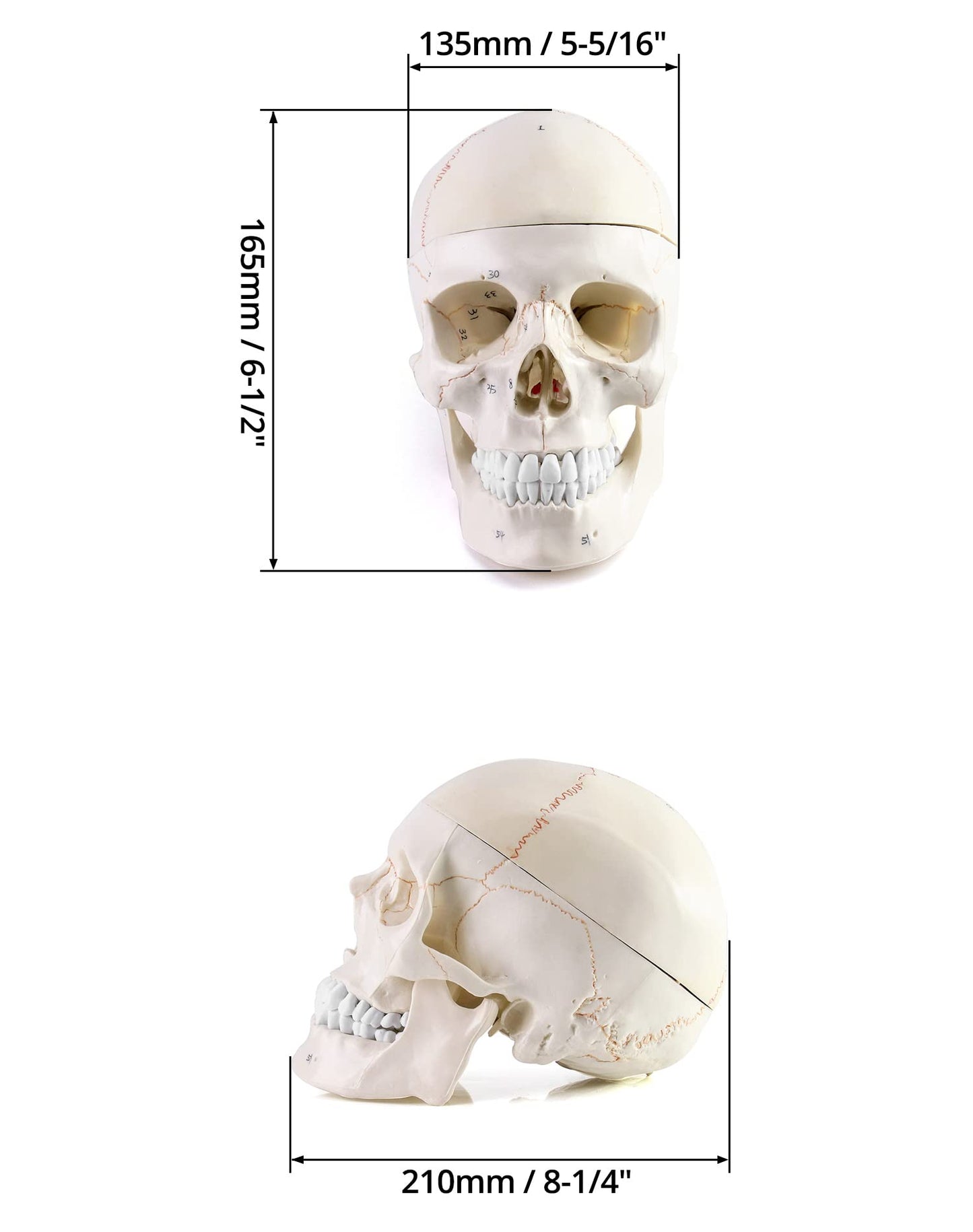 QWORK Human Skull and Brain Anatomy Model, 11 Parts, Life Size, Numbered, Anatomically Accurate, for Science Teaching Learning