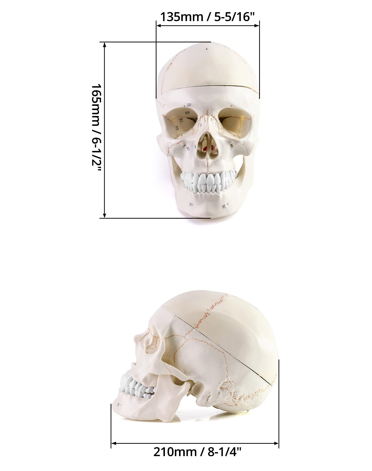 QWORK Human Skull and Brain Anatomy Model, 11 Parts, Life Size, Numbered, Anatomically Accurate, for Science Teaching Learning