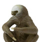 Safari Ltd. Two-Toed Sloth Figurine - Detailed 2.25" Plastic Figure - Educational Toy for Boys, Girls, and Kids Ages 3+