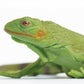 Safari Ltd. Iguana Baby Figurine - Detailed 9.4" Plastic Model Figure - Educational Toy for Boys, Girls and Kids Ages 3+