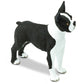 Safari Ltd. Boston Terrier Figurine - Lifelike 2.5" Model Figure - Educational Toy for Boys, Girls, and Kids Ages 3+