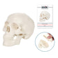 Axis Scientific 3.5" Miniature 3-Part Human Skull Model