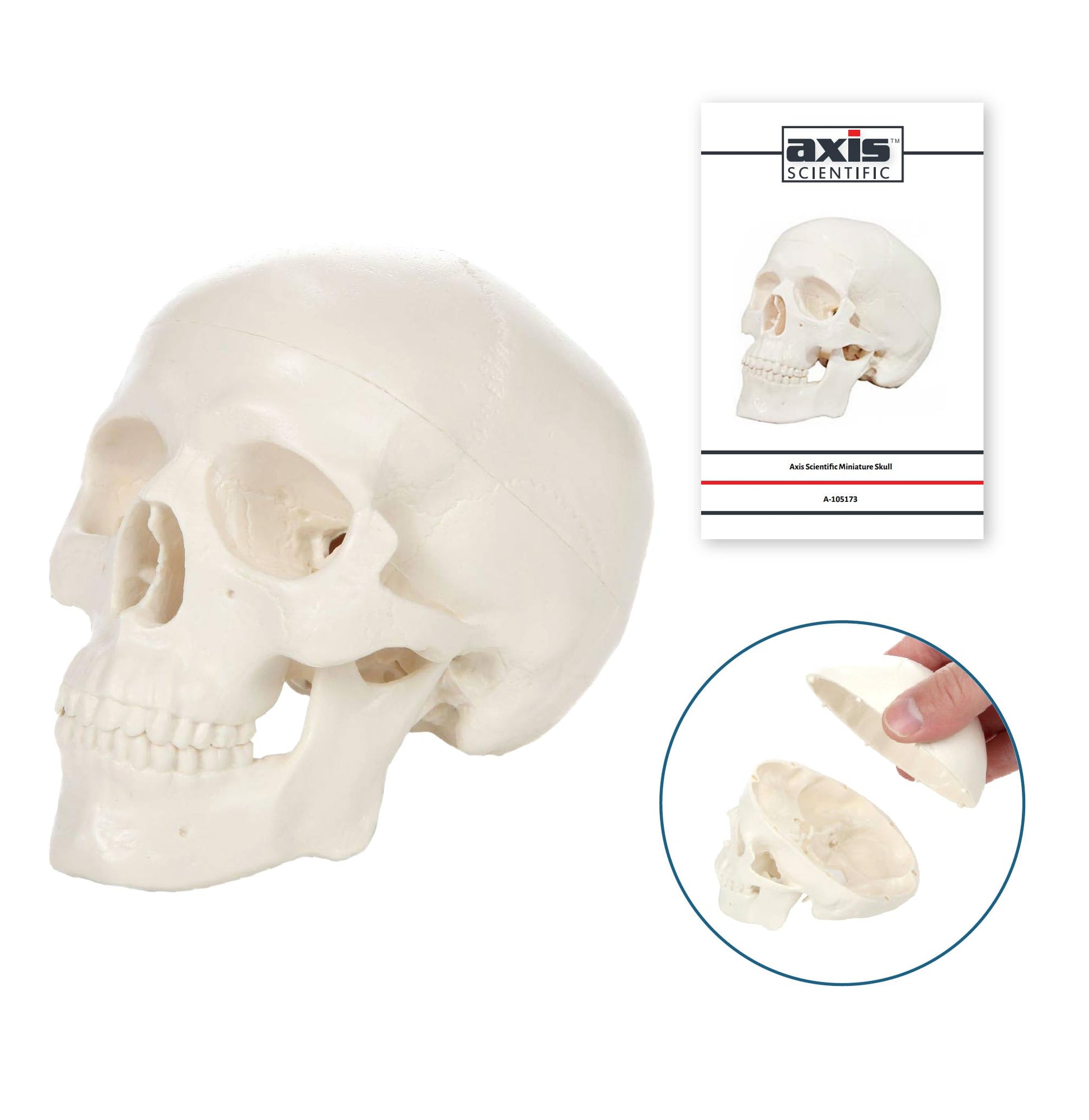 Axis Scientific 3.5" Miniature 3-Part Human Skull Model