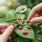 XYSRXWY 20PCS Realistic Ladybug Figurines - 1 Inch Resin Garden Decor for Fairy Gardens, DIY Terrariums, Dollhouse Miniatures and Outdoor Landscape