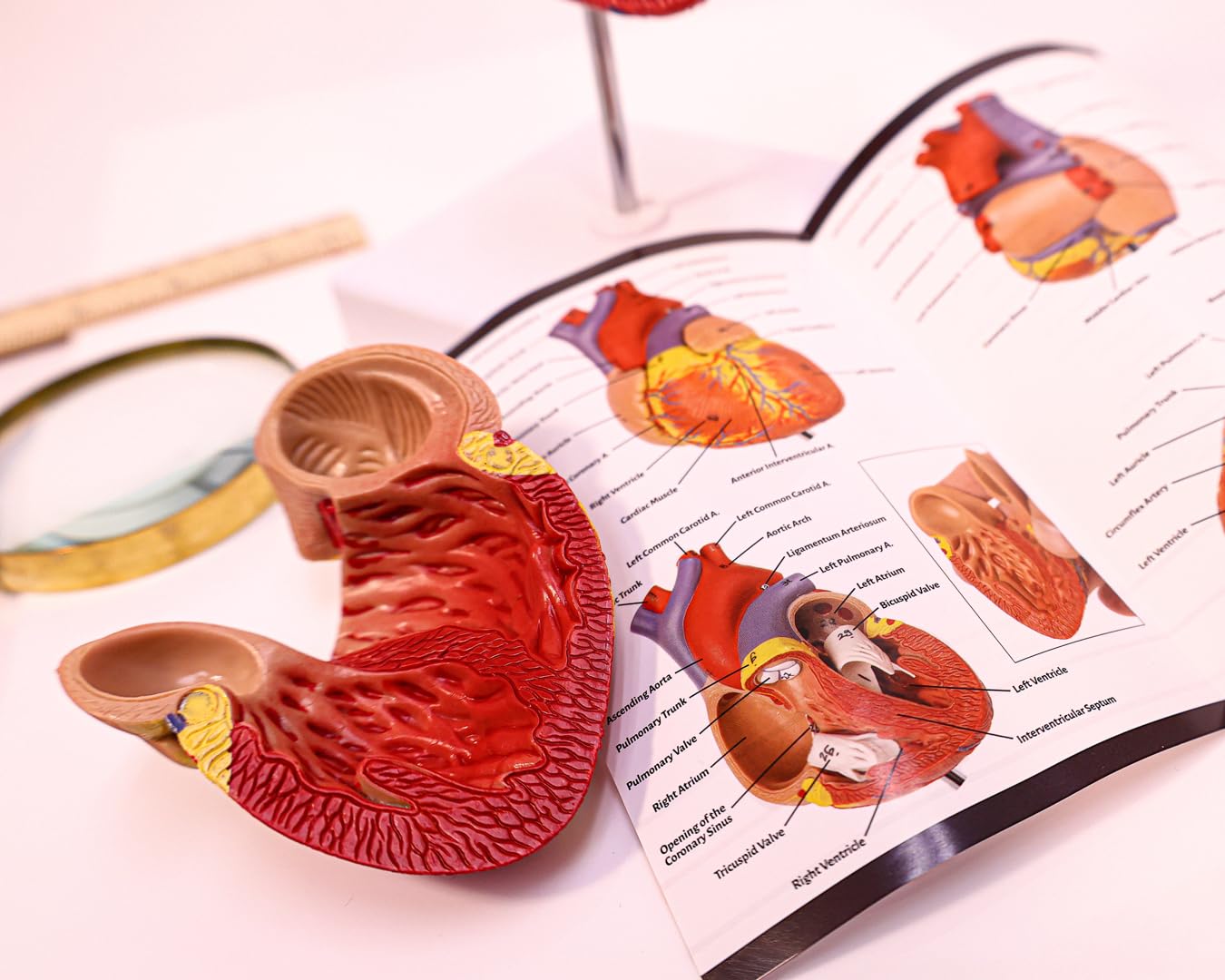 Axis Scientific Life-Size Human Heart Model