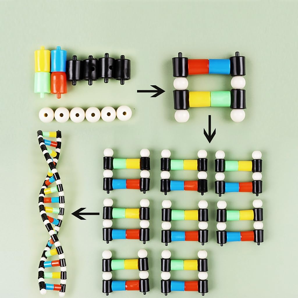 Mitoltpoci DNA Model Double Helix Structure Model for Adults, Biology Education, Easy to Assemble and Disassemble