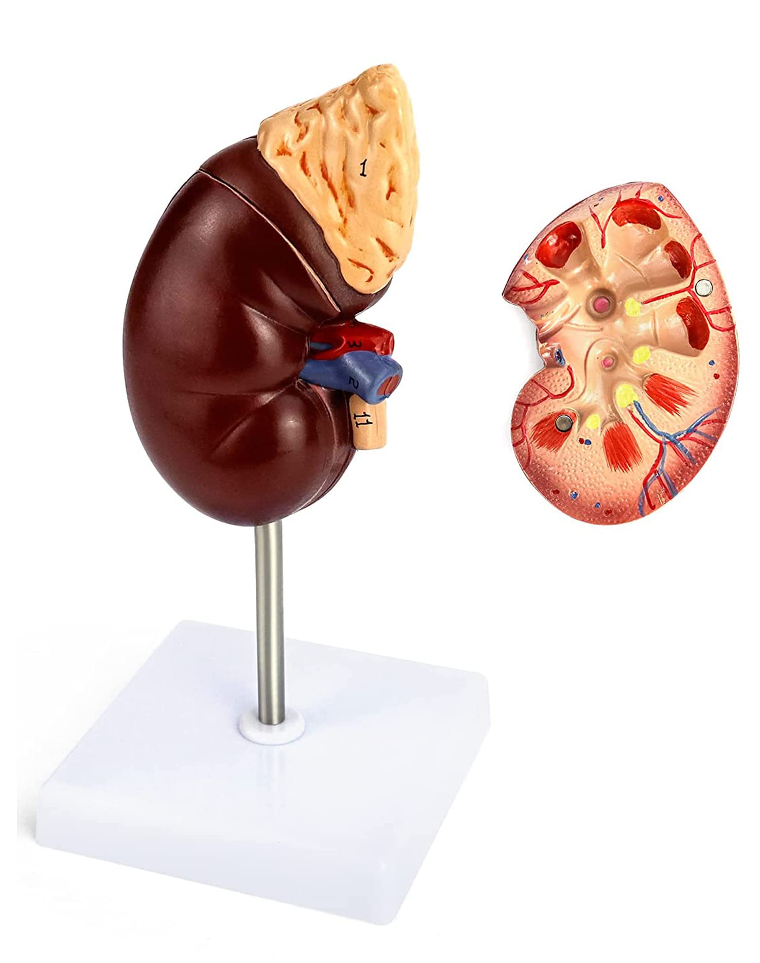 QWORK Life-Size Human Kidney Model, Educational Anatomy Replica Two-Part Structure Teaching Tool for Classroom and Biology Study