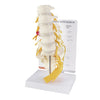 GPI Anatomicals 5-Piece Vertebrae Model with Sacrum, Spine Model