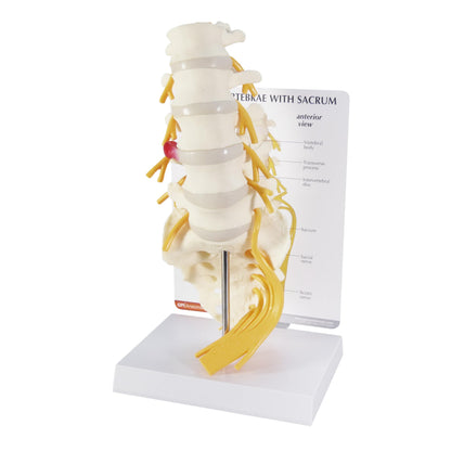 GPI Anatomicals 5-Piece Vertebrae Model with Sacrum, Spine Model
