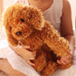 JIANEEXSQ Labradoodle Stuffed Animal, Fluffy Dog Animal Model Plush Toy, Birthday Gift Decor (Labradoodle)
