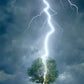 Eurographics Lighting Striking Tree 1000-Piece Puzzle