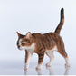 Lana Toys WLNTDOLA 1:6 Scale Chinese Garden Cat Pet Healing Figure Realistic Animal Model
