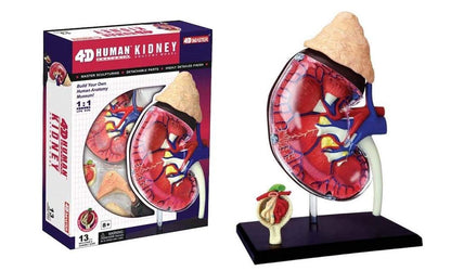 4D Master Human Anatomy Kidney Model Kit, One Color
