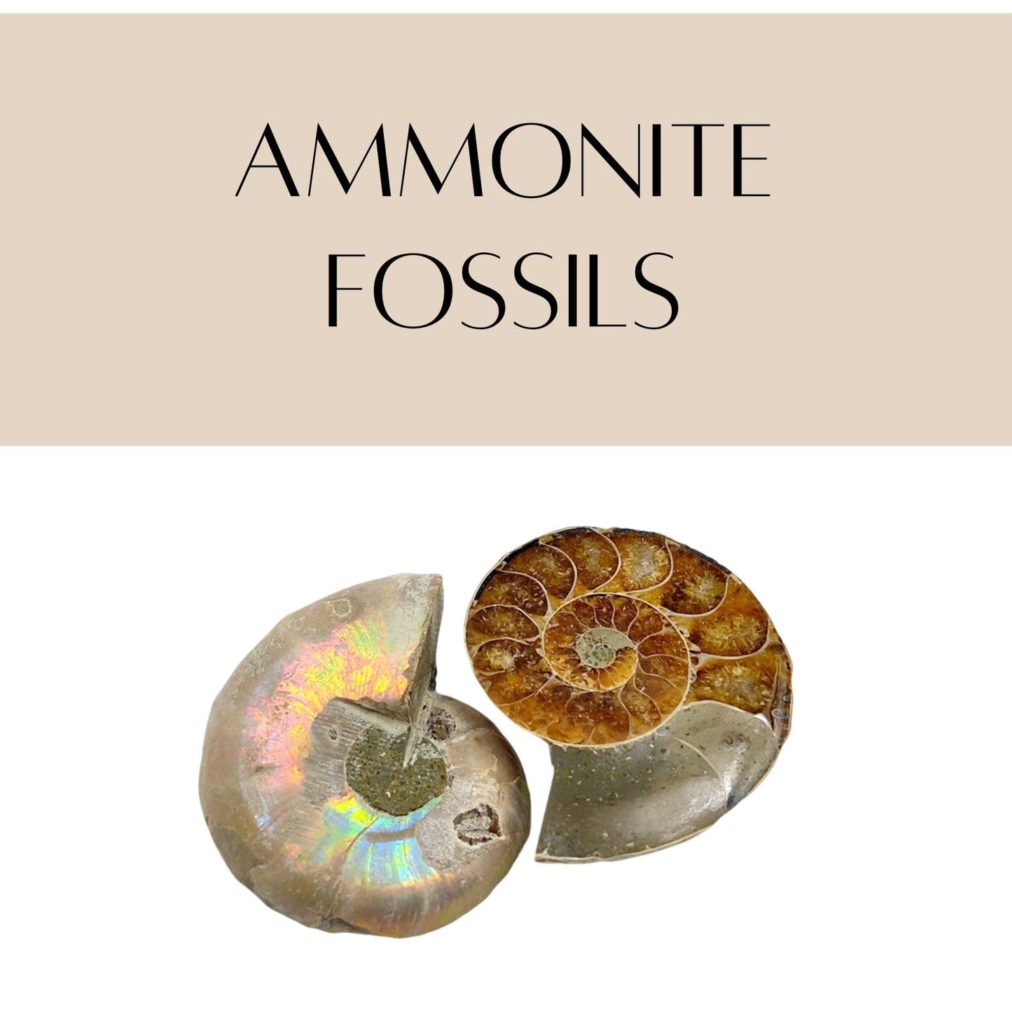 Authentic Fossils with Collection Box & Magnifier (Ammonite 4-5cm)