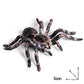 FLORMOON Realistic Animal Figures - Spider Action Model Lifelike Insect Toy Figures - Educational Learning Toys Birthday Set for Boys Girls Kids