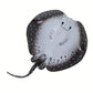 Safari Ltd. Marble Ray Figurine - Realistic 8" Sea Creature Figure - Educational Toy for Boys, Girls and Kids Ages 3+