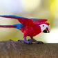 Safari Ltd. Green-Winged Macaw Toy - Realistic 4.5" Inch PVC Parrot Figure - Fun and Educational Toy Bird for Boys, Girls & Kids Ages 3+