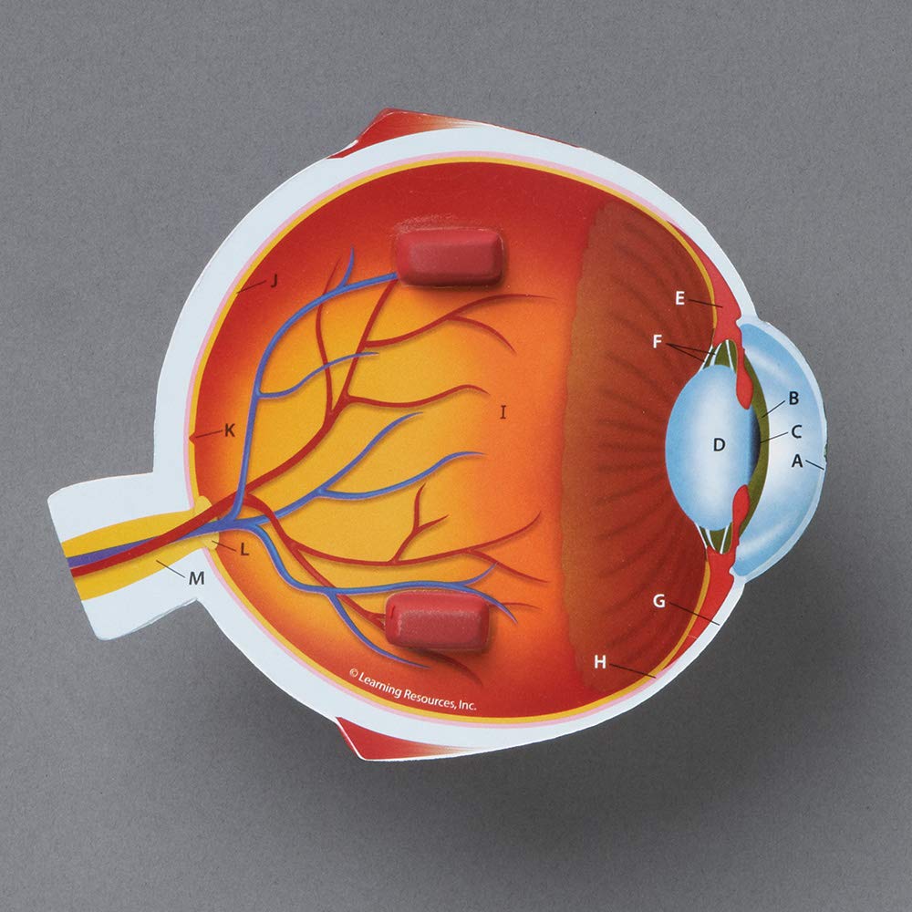 Learning Resources Soft Foam Cross-Section Human Eye Model - 3D Model for Kids, Biology Classroom Supplies & Science Equipment, Human Anatomy