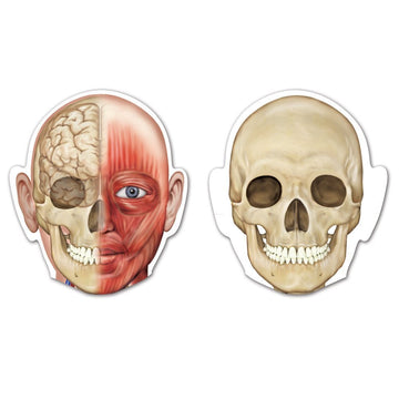 Learning Resources Double-Sided Magnetic Human Body