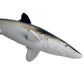 Safari Ltd. Silky Shark - Realistic 5.5" Sea Life Figure - Educational Toy for Boys, Girls, and Kids Ages 3+