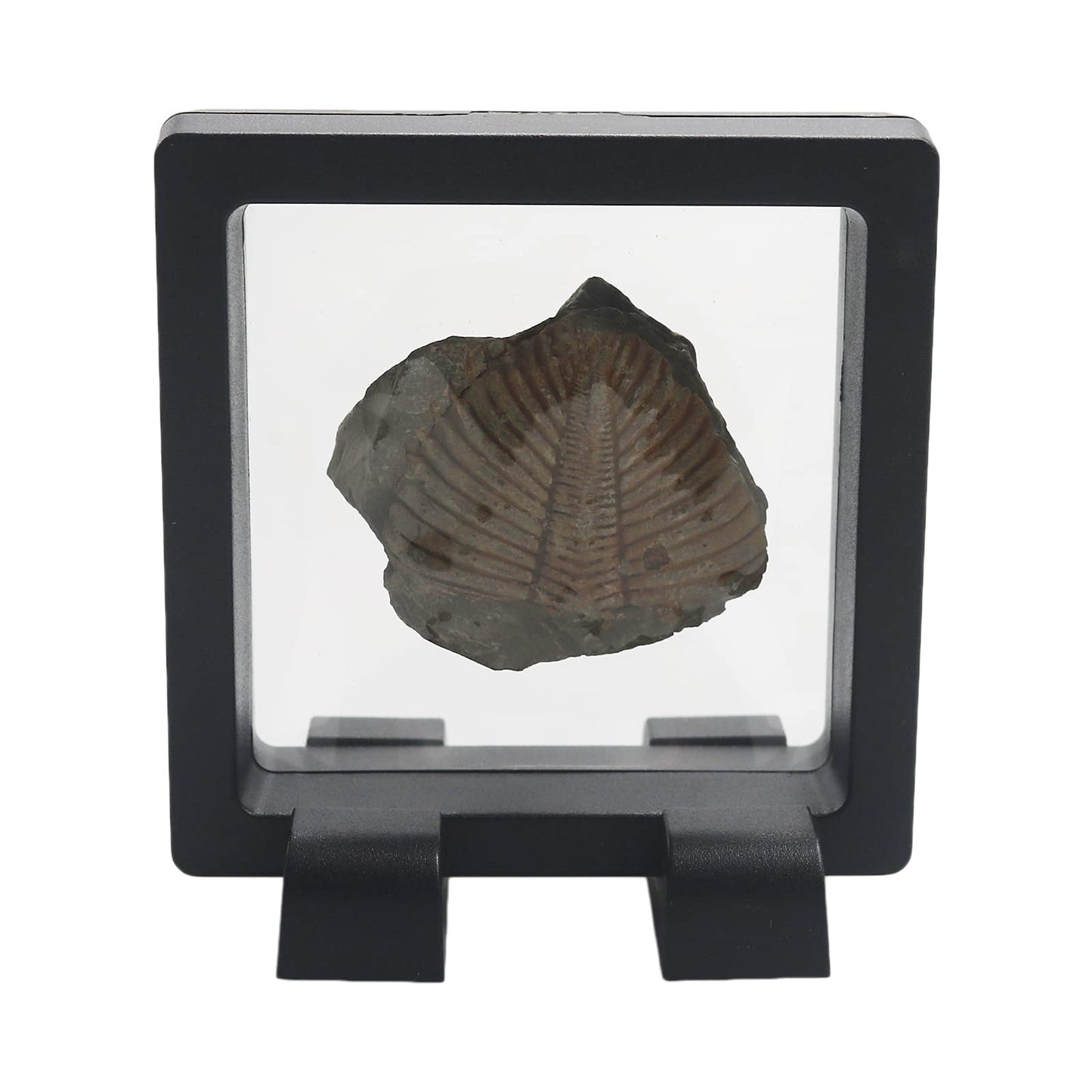 Challenge Coin Holder, Single Coin Display Case, 3D Floating Clear Frame with Feet Stand, Postage Stamp Jewelry Medallion Specimen Medal Holder Box