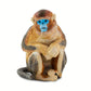 Safari Ltd. Snub Nosed Monkey - Realistic 2.5" Plastic Primate Figure - Educational Toy for Boys, Girls and Kids Ages 3+