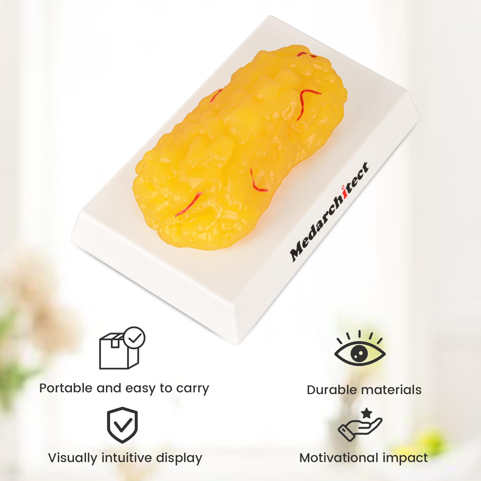 Authentic Human Body Fat Replica with Red Veins - 1 lb, Keep Fit & Weight Loss Motivation & Reminder, Human Fatty Tissue Demonstration Model