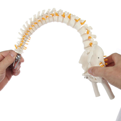Axis Scientific 15.5" Miniature Spine Model, Vertebrae