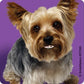 SmileMakers Dogs with Braces Dental Stickers - Prizes and Giveaways - 100 per Pack