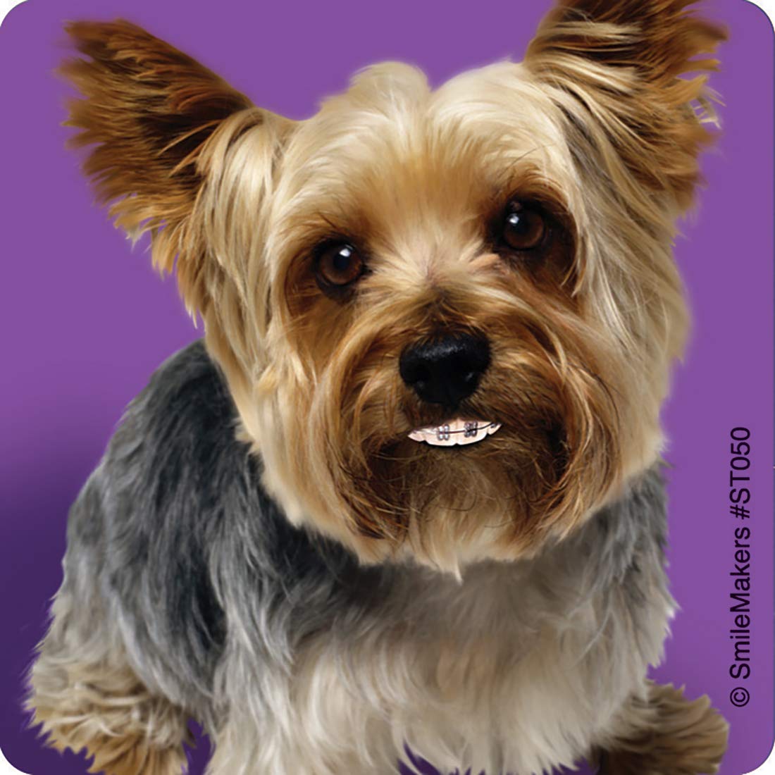 SmileMakers Dogs with Braces Dental Stickers - Prizes and Giveaways - 100 per Pack