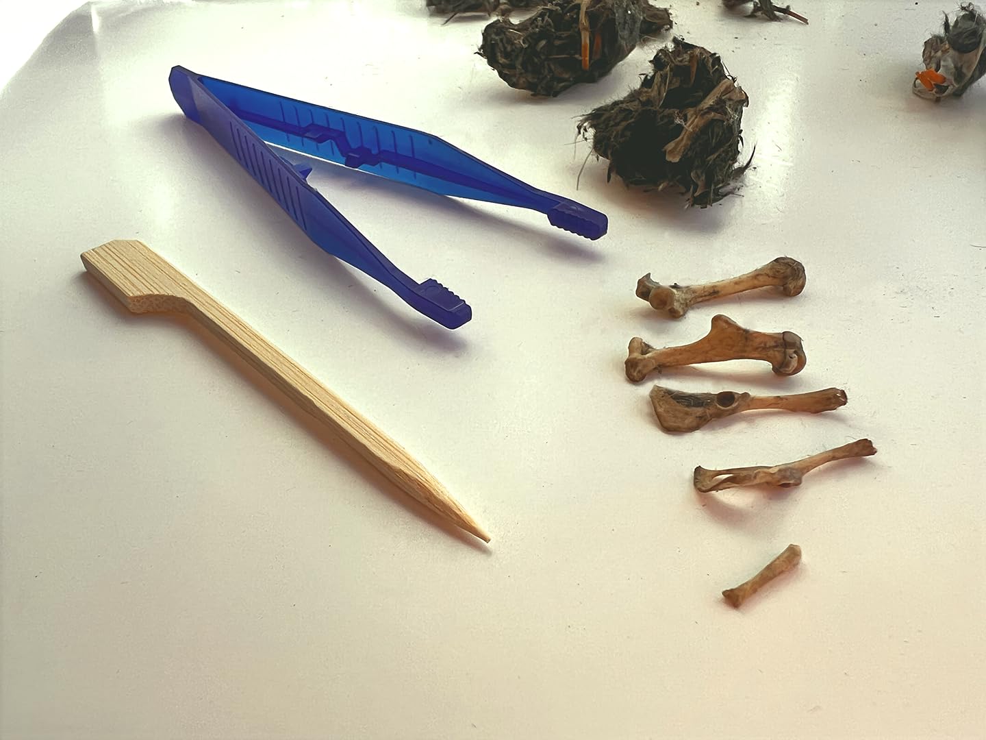 Oregon Owl Pellets Dissection Kit, 6 Large Pellets with Tools and Bone Chart - Classroom Science