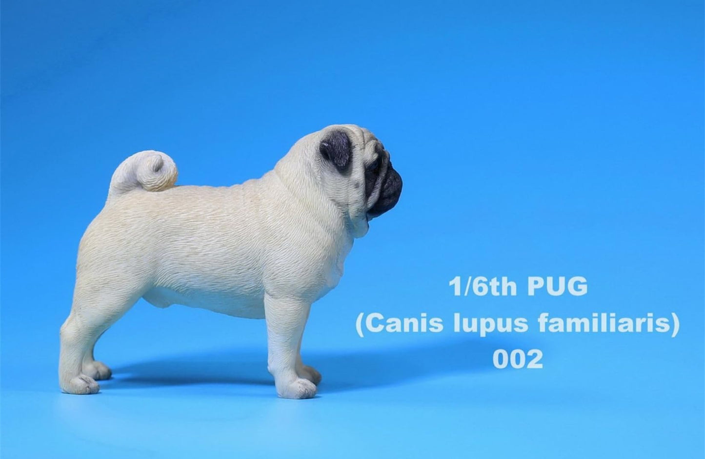 Lana Toys 1:6 Scale Pug Dog Pet Figure Realistic Animal Model